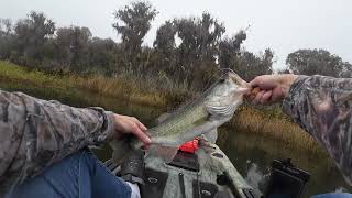 Lake Wauberg Kayak Bass Fishing in Paynes Prairie Preserve State Park Florida  Hangups amp Hookups [upl. by Opalina]