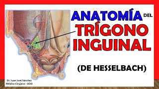 🥇 Anatomía del TRÍGONO INGUINAL De Hesselbach ¡Fácil y Sencilla [upl. by Faustus]