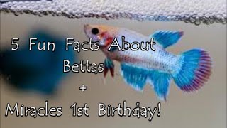 5 Fun Facts About Bettas  Happy 1st Birthday Miracle [upl. by Godric]