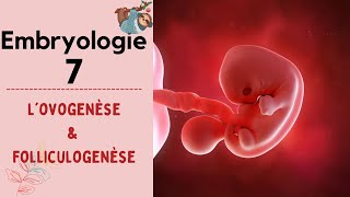 Embryologie  Lovogenèse   2022  شرح بالدارجة [upl. by Ibrahim]