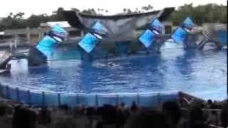 Tilikum  Sea World Orlando Shamu Believe Show [upl. by Haem535]