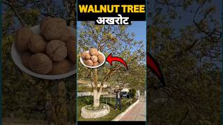 live🔴  Walnut tree😱  Himachal Pradesh🏞️  Amit Sir  walnut walnutree himachal [upl. by Arica]