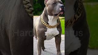 Pitbull dog 🐕 lover WhatsApp status ❤️🔥  shorts trendigshorts viral mrIndianHacker [upl. by Zollie]