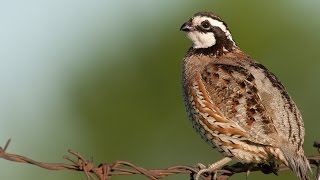 Calling Bob White Quail Whistling back [upl. by Serena]