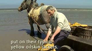 Shrimp fishing on horseback in Oostduinkerke [upl. by Sonny]