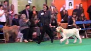 DFS Crufts 2010 Best of Breed Italian Spinone [upl. by Nollid614]