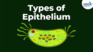 Types of Epithelial Tissue  Animal Tissues  Infinity Learn [upl. by Ester514]