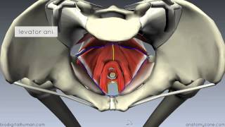 Pelvic Floor Part 1  The Pelvic Diaphragm  3D Anatomy Tutorial [upl. by Eeroc]