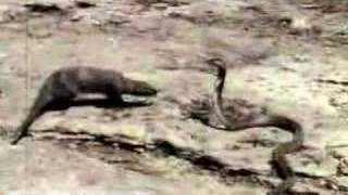 Mongoose Attacking an Asian Cobra Britannicacom [upl. by Adnilrev]