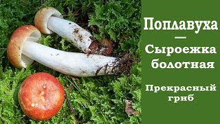 Поплавуха  Сыроежка болотная Russula paludosa Прекрасный гриб [upl. by Eremahs]