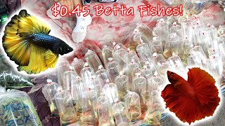 Hundreds of low priced Betta Fish in Bangkok Thailand  Chatuchak Market [upl. by Katharina782]