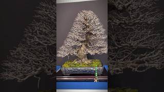 Chinese Quince  Trophy Bonsai Show bonsai bonsaitree bonsaishow bonsaipot tree bonsaiworld [upl. by Uehttam]