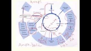 TCA  Krebs Cycle  Citric Acid Cycle  Basics for Beginners  Biochemistry Lesson [upl. by Aisayn]