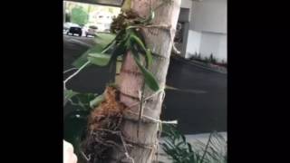 Video 3 Mounting phalaenopsis Orchid on a Palm Tree [upl. by Gingras]