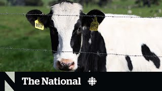 Bird flu surveillance in dairy cows lacking in Canada scientists warn [upl. by Anasus]