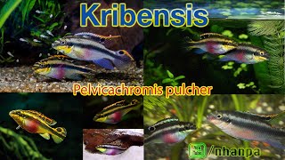 Cá Phượng Hoàng Bụng Lửa  Kribensis Pelvicachromis pulcher [upl. by Sommers]