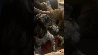 He likes the Ballad of buster Scruggs puppyvideos poodleoftheday happydog [upl. by Katzman]