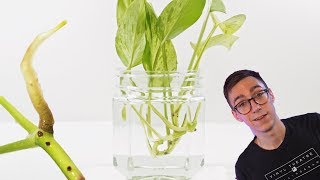 How To Propagate Pothos Cuttings  2 BEST Methods [upl. by Goodkin]