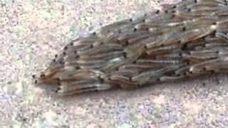 Fungus gnat larvae snake crossing the sidewalk [upl. by Easton]