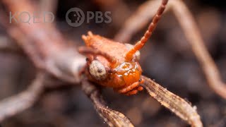 Australian Walking Stick Insects Are Three Times Weirder Than You Think  Deep Look [upl. by Cindi]