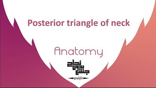 Posterior triangle of neck Anatomy 2 Lec 9part 2 [upl. by Anilys690]