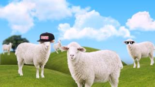 Beep Beep Im A Sheep but with real sheep [upl. by Wood]