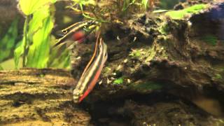 Kribensis cichlid protecting their fry Pelvicachromis pulcher [upl. by Nirrat]