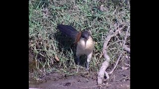 Burchells Coucal at Naledi Lodges Naledi Dam [upl. by Gerrard]