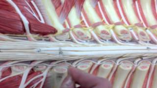 Spinal Cord and Nerves Model Anatomy [upl. by Merline]