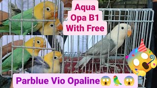 Vlog472 Mauve Opaline Clear Pied Slaty😱🦜😱🦜😱Dito Malabon Pet Market🌞🌞🌞 [upl. by Corotto]