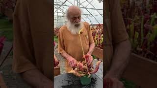 Jerry talks about Sarracenia purpurea var montana [upl. by Macnamara]