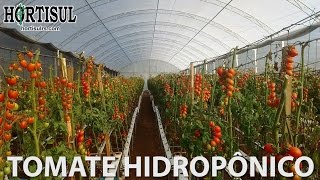 Tomate Hidroponico  Hortisul [upl. by Loutitia]