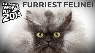 Colonel Meow  Longest Fur On A Cat  Guinness World Records [upl. by Adiana]