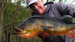 Amazon Peacock Bass  Jungle Fly Fishing with the Pinawaca by Todd Moen [upl. by Ahsitruc]