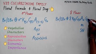 Cucurbitaceae Family  Gourd Family  Floral Formula and Floral Diagram of Cucurbitaceae [upl. by Janel]