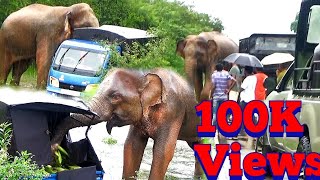 Heartbreaking momentElephant Attack 😱😰 [upl. by Tloc]