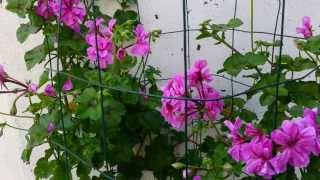 How to grow Geranium Plant  Climbing Geranium  Big advice [upl. by Armando]