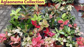 इस पोधे में दुनिया के सभी रंग है  Aglaonema Plants Different Varities With Names And Collection [upl. by Yeclehc]