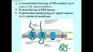 306 Details of the Signal Hypothesis [upl. by Anyale144]