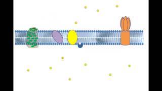 Cyclic Photophosphorylation [upl. by Miuqaoj]