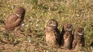 Burrowing Owl Family with 5 Owlets [upl. by Anirod]