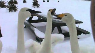 Talking Trumpeter Swans [upl. by Ahseila]