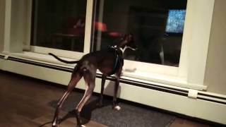 Italian Greyhound Barking at his Reflection [upl. by Suhpesoj192]