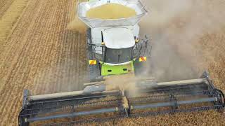 Claas Lexion 8800 Harvesting [upl. by Enom918]