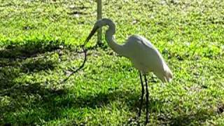 bird eating a snake [upl. by Cullin839]