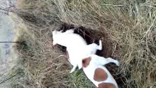 Jack Russells hunting rats [upl. by Aiker]