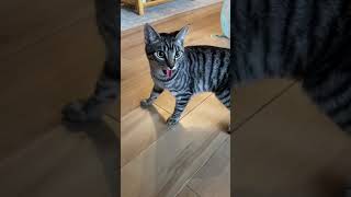 Cat panting like a dog after playing with his toy🐱🐶 [upl. by Brittnee]