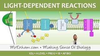 Photosynthesis  Lightdependent Stage  Post 16 Biology A Level PreU IB AP Bio [upl. by Rother245]