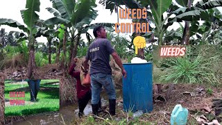 How to Control Weeds in the Farm  Banana Farming [upl. by Enileoj]