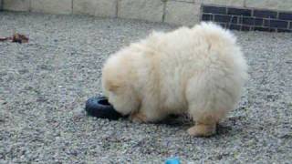 Makika my Cream Chow Chow Puppy 3 months old [upl. by Sorkin]